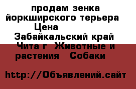 продам зенка йоркширского терьера › Цена ­ 15 000 - Забайкальский край, Чита г. Животные и растения » Собаки   